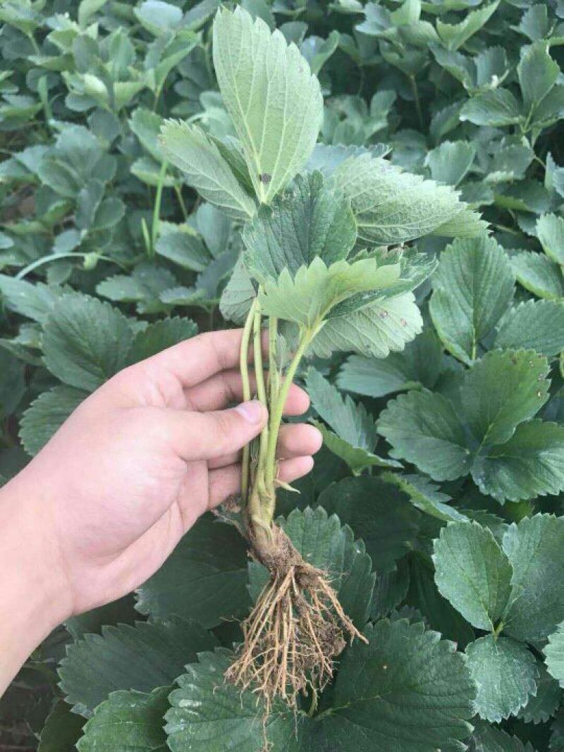 红颜草莓苗货量充足基地