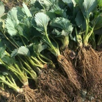 红颜草莓苗货量充足基地