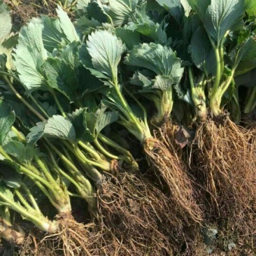 红颜草莓苗货量充足基地