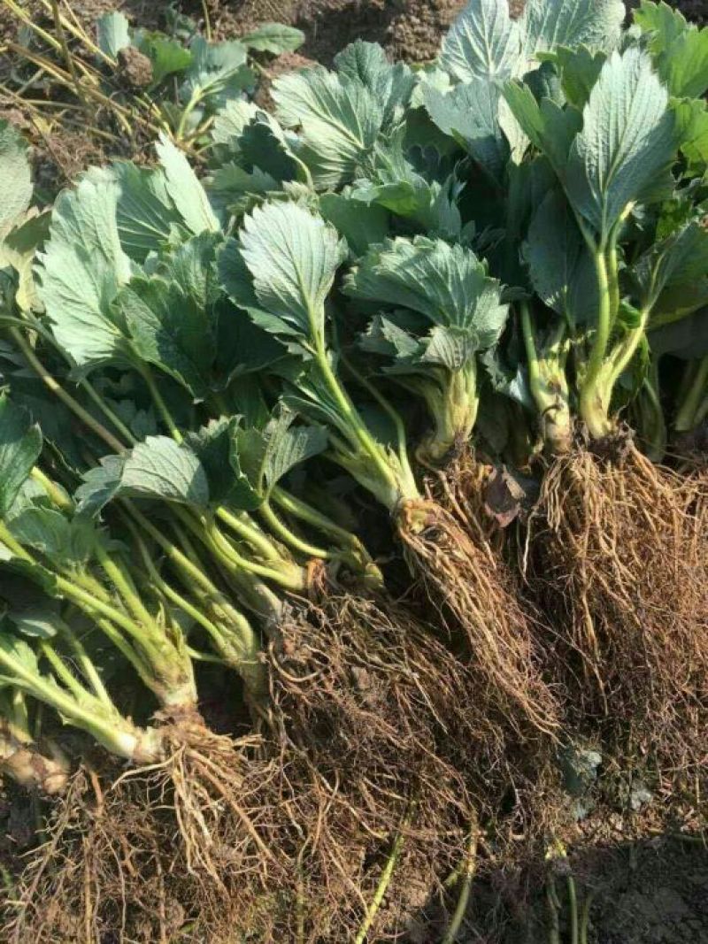 红颜草莓苗货量充足基地