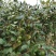 大青枣苗蜜丝枣阳台庭院均可种植包邮价