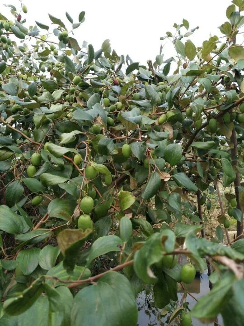 大青枣苗蜜丝枣阳台庭院均可种植包邮价