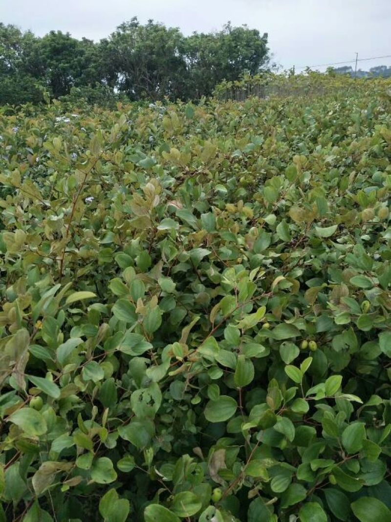 大青枣苗蜜丝枣阳台庭院均可种植包邮价