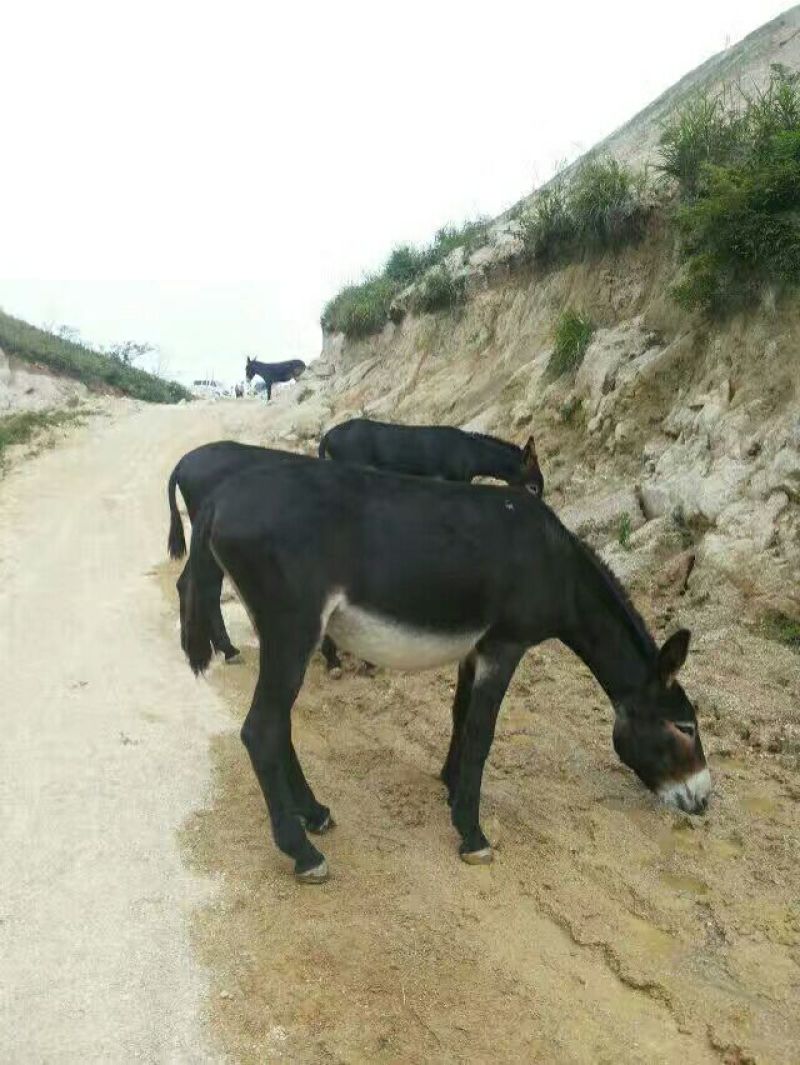 驴肉鲜货