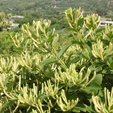 金银花苗北花系列，两年苗，技术指导，包回收干花。
