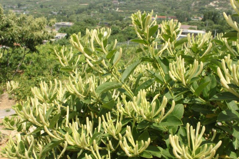 金银花苗北花系列，两年苗，技术指导，包回收干花。
