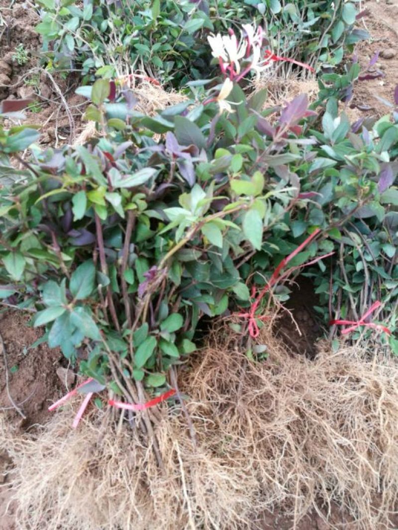 金银花苗北花系列，两年苗，技术指导，包回收干花。