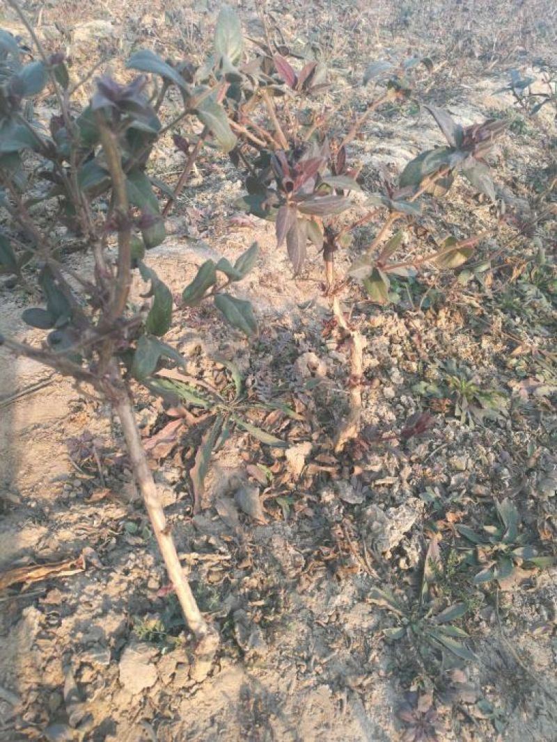 金银花苗北花系列，两年苗，技术指导，包回收干花。