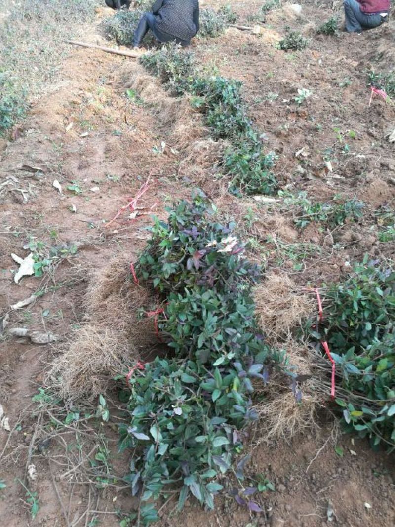 金银花苗北花系列，两年苗，技术指导，包回收干花。