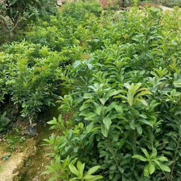 杨梅苗东魁杨梅苗