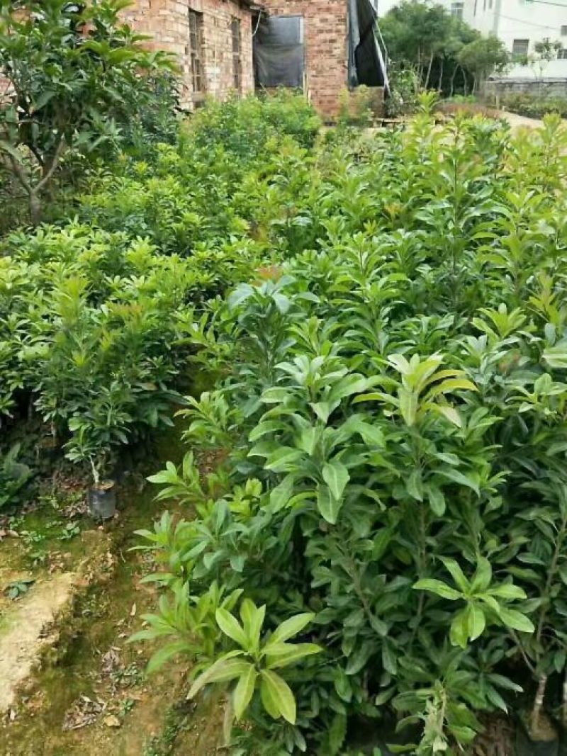 杨梅苗东魁杨梅苗