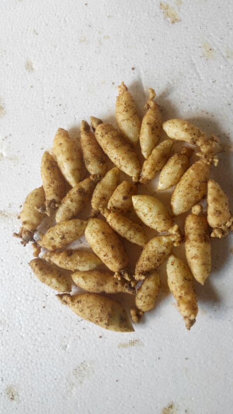 乌红杂交天麻种子种苗好品种高产量适合种植