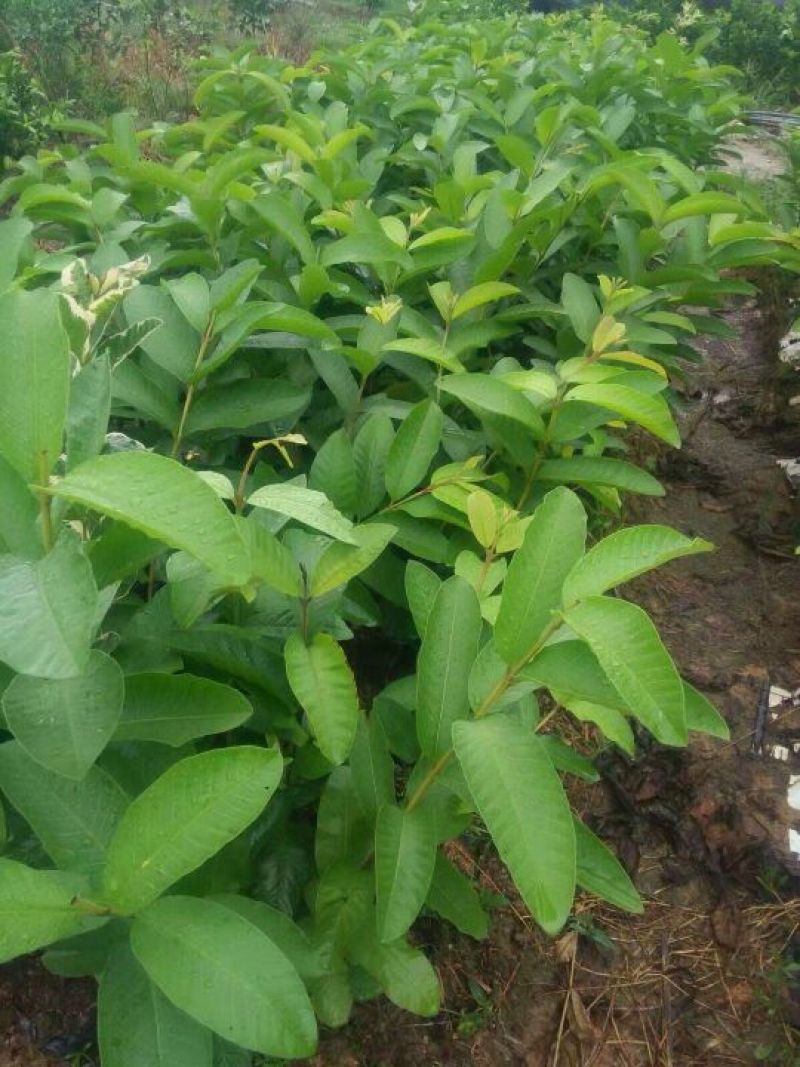 番石榴苗30~50cm