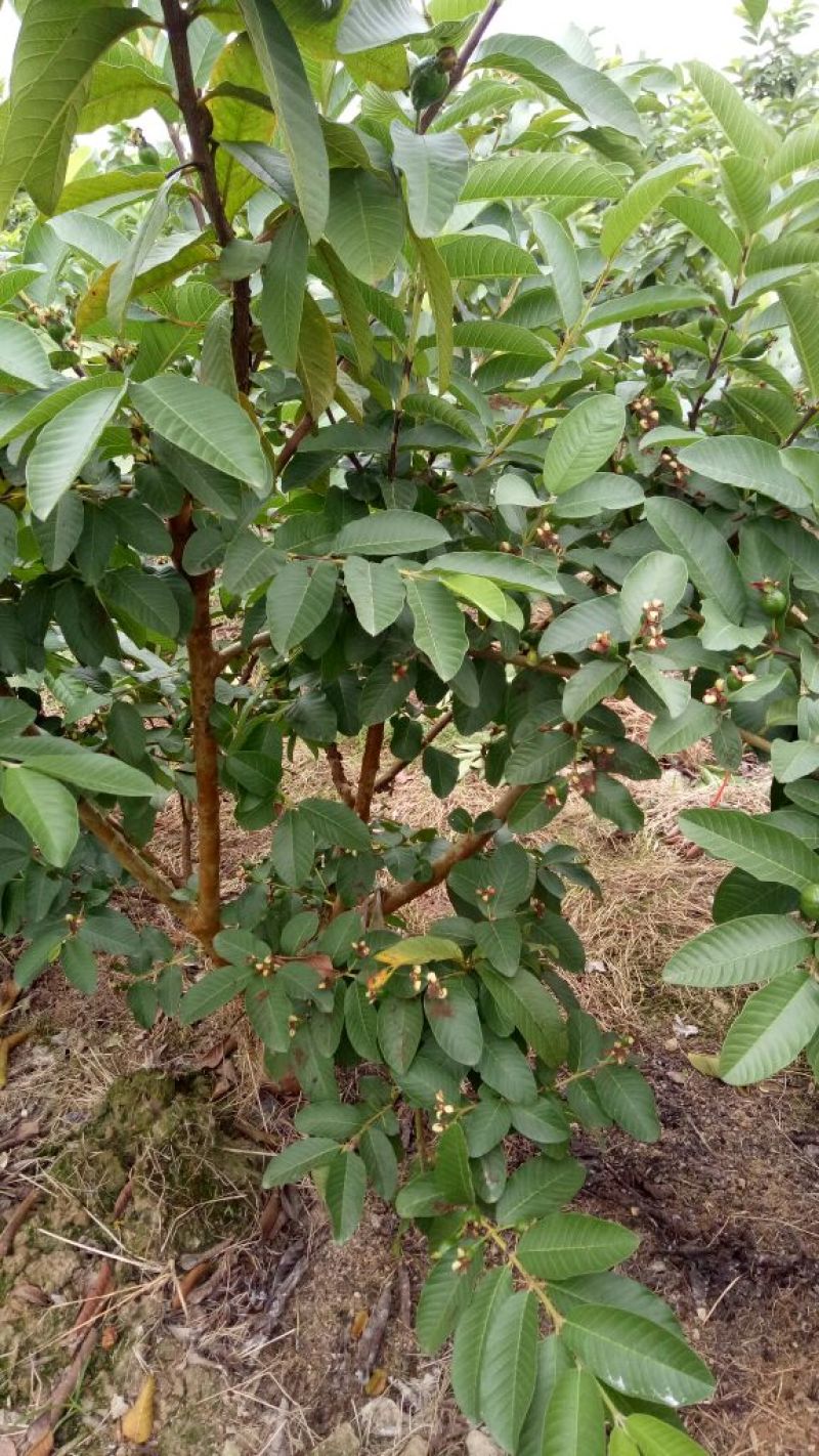 番石榴苗30~50cm