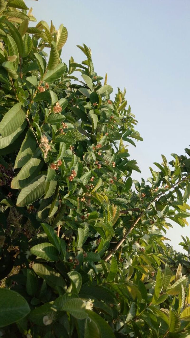 番石榴苗30~50cm