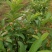 番石榴苗30~50cm