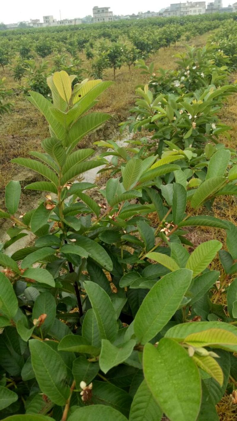 番石榴苗30~50cm