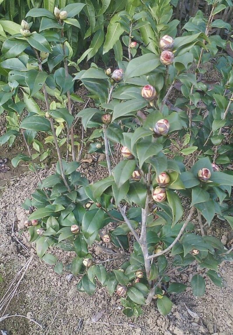 茶花苗大花红山茶大苗3年70~80cm一手货源基地直发