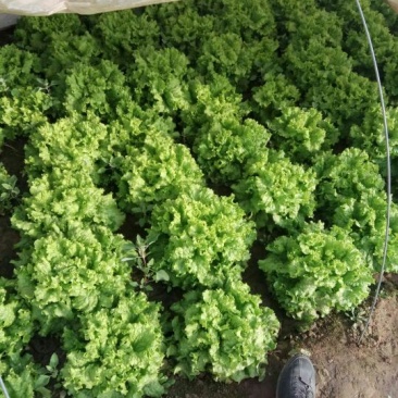 散叶生菜7两~8两绿叶生菜，绿叶生菜，大量有货
