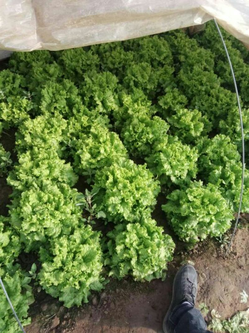 散叶生菜7两~8两绿叶生菜，绿叶生菜，大量有货