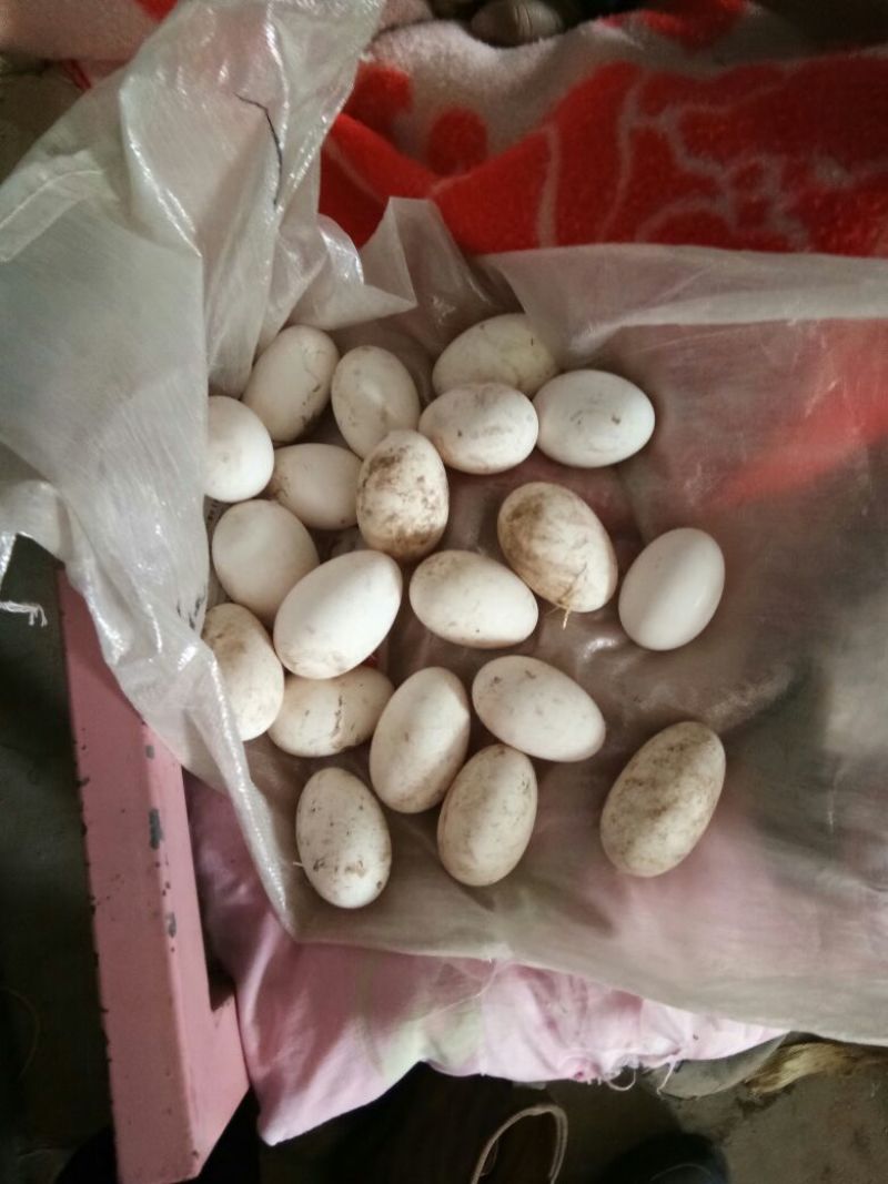鹅蛋食用