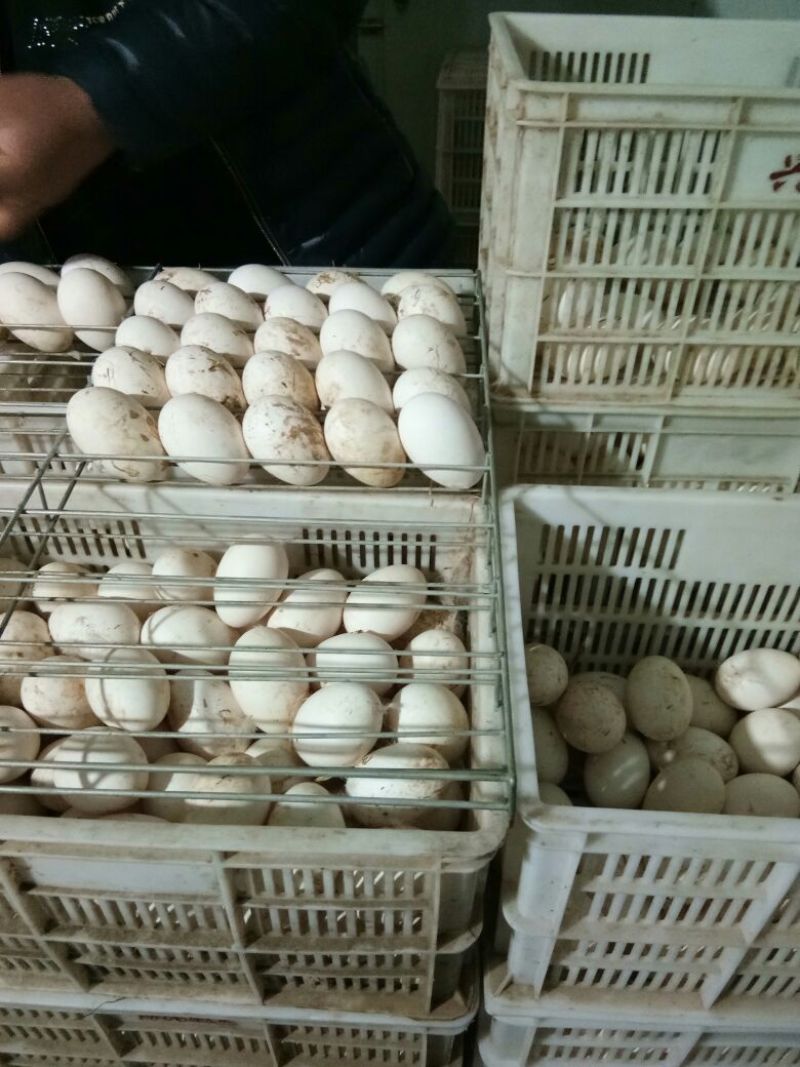 鹅蛋食用