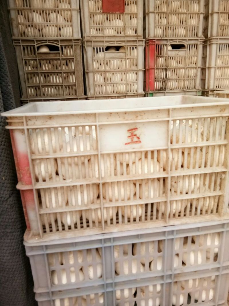 鹅蛋食用