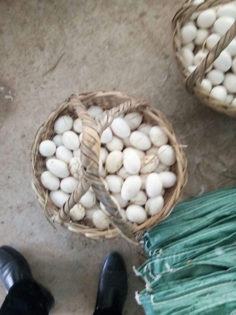 鹅蛋食用