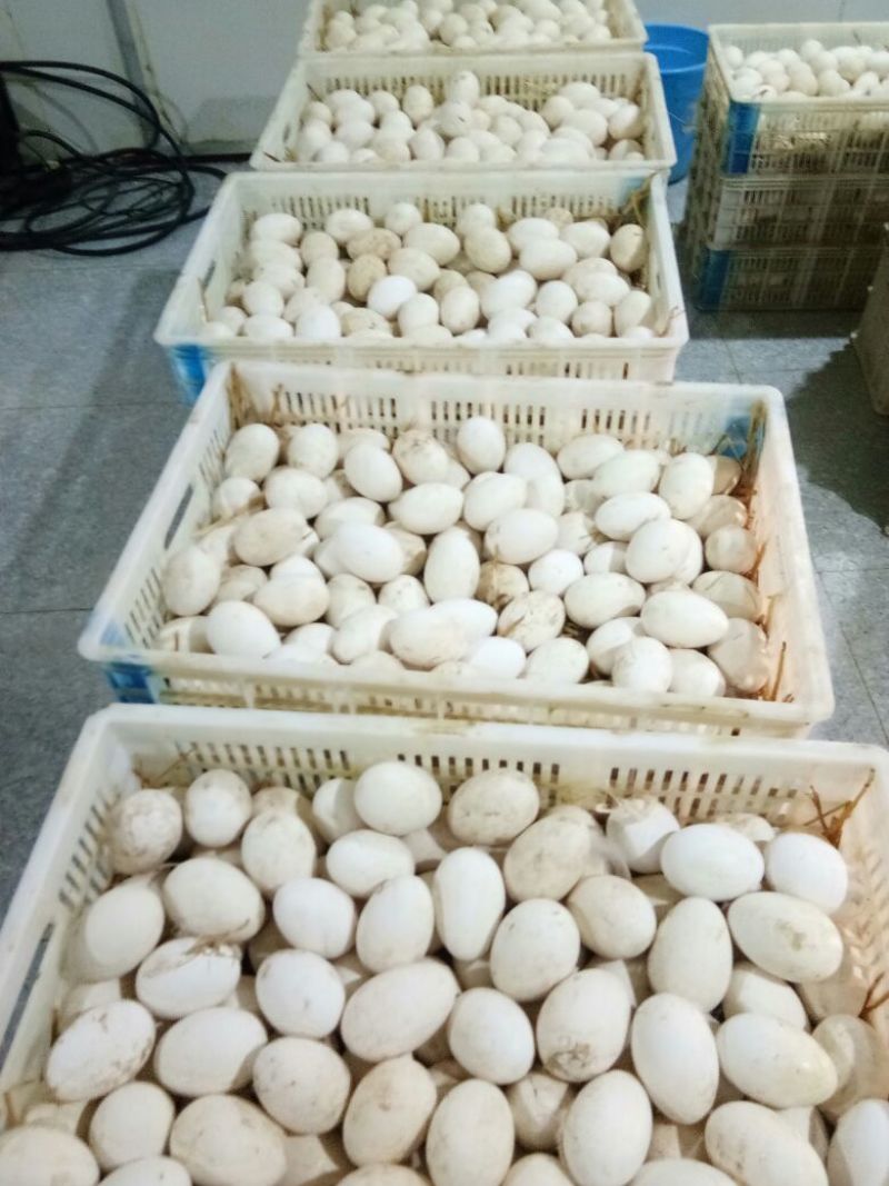 鹅蛋食用