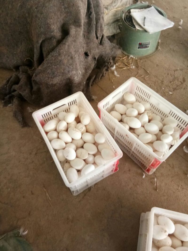 鹅蛋食用