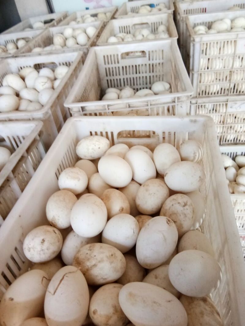 鹅蛋食用