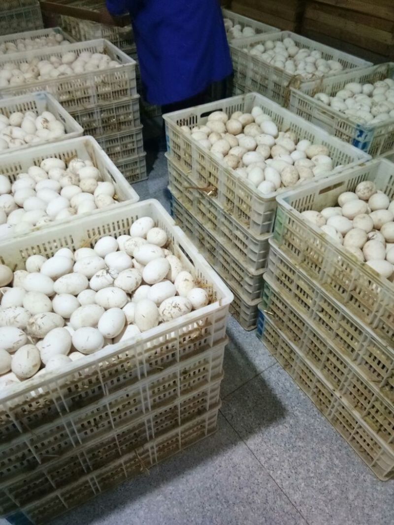 鹅蛋食用