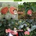西瓜番石榴苗50~80cm