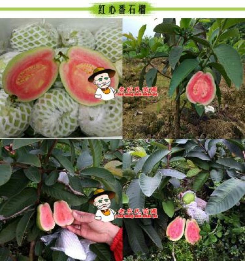 西瓜番石榴苗50~80cm