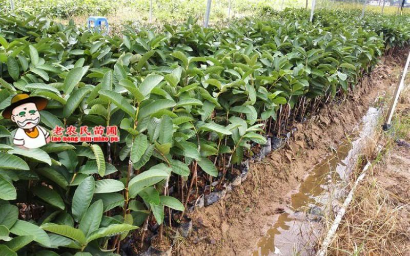西瓜番石榴苗50~80cm