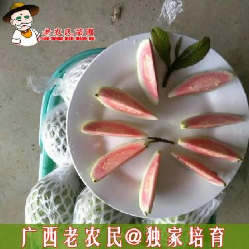 西瓜番石榴苗50~80cm
