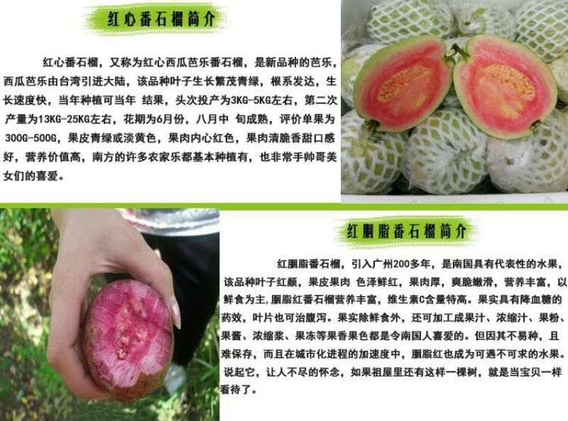 西瓜番石榴苗50~80cm