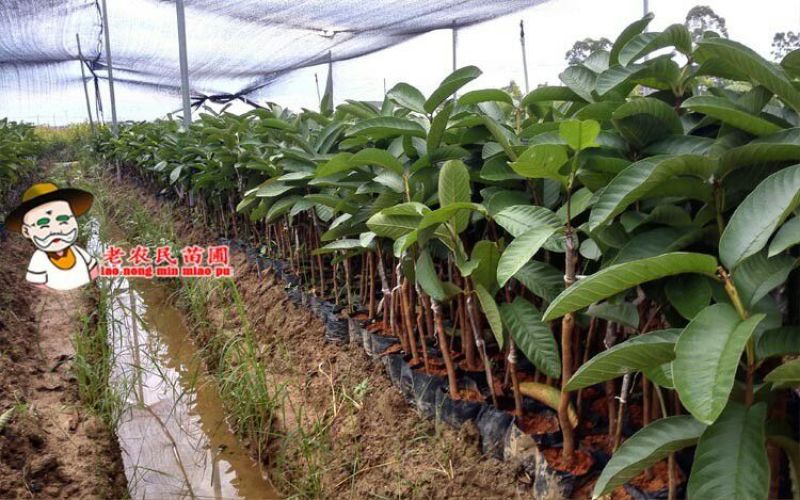 西瓜番石榴苗50~80cm
