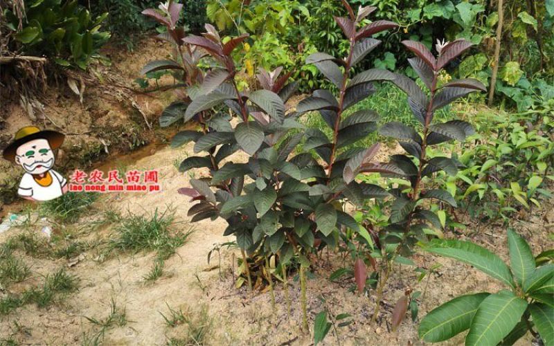 西瓜番石榴苗50~80cm