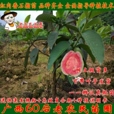 西瓜番石榴苗50~80cm