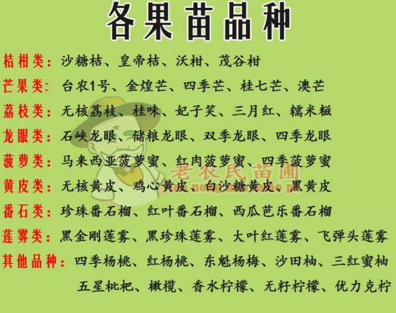 西瓜番石榴苗50~80cm