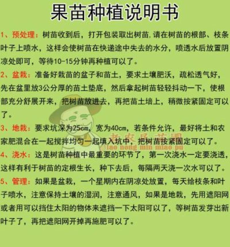 西瓜番石榴苗50~80cm