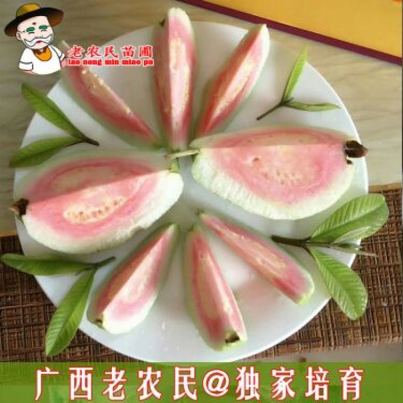 西瓜番石榴苗50~80cm