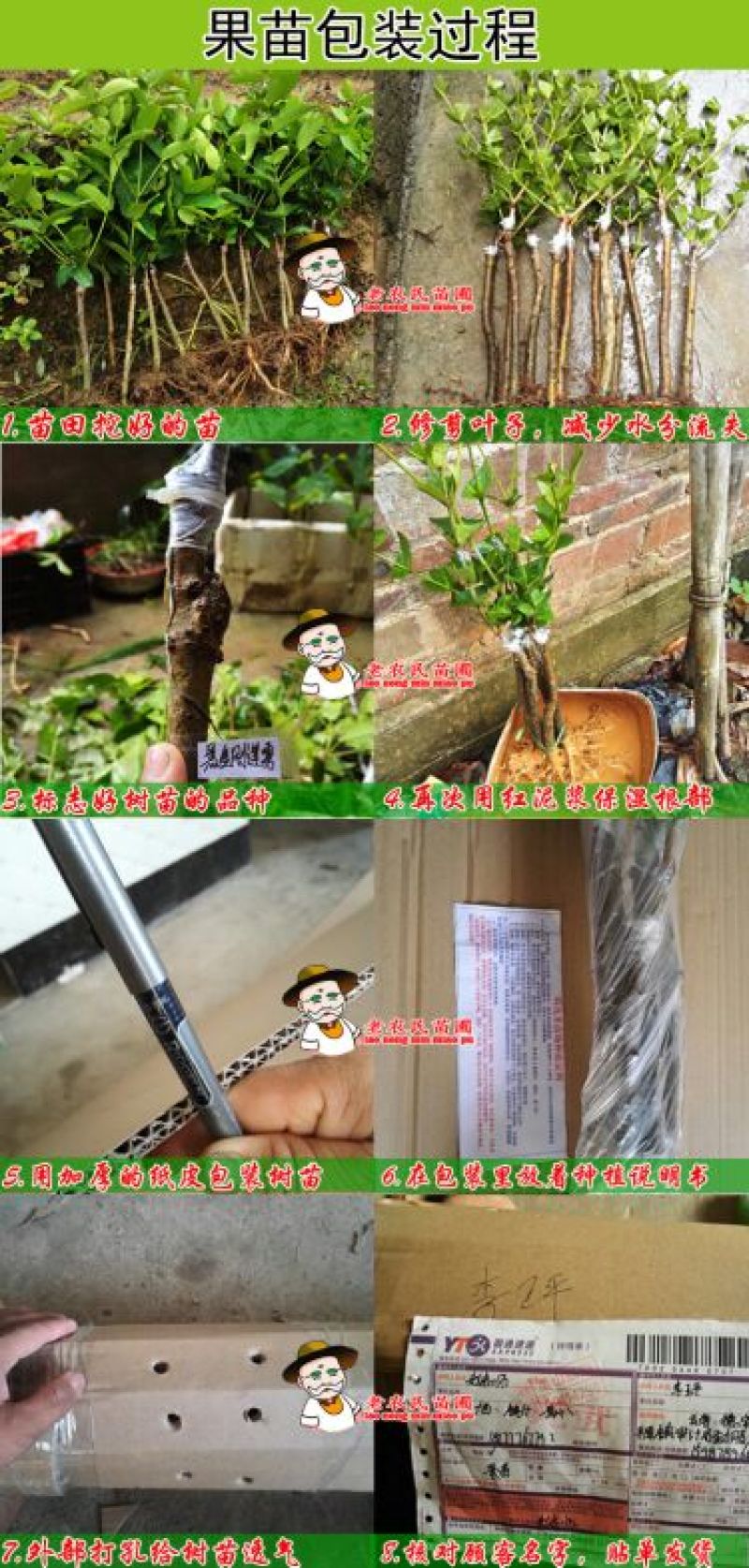 西瓜番石榴苗50~80cm