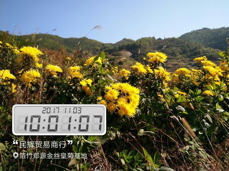 金丝皇菊茶一级