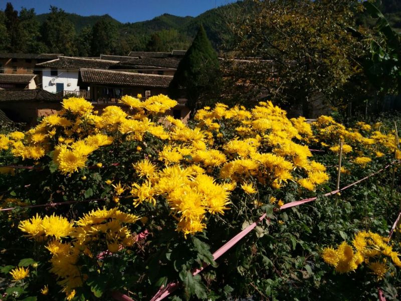 金丝皇菊茶一级