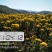金丝皇菊茶一级