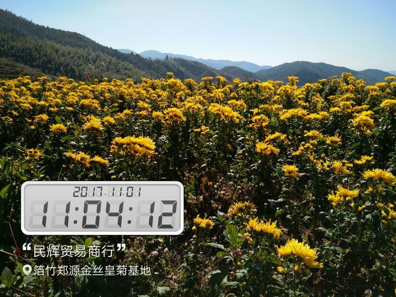 金丝皇菊茶一级