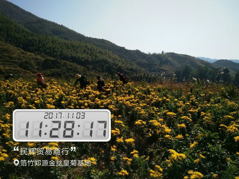 金丝皇菊茶一级