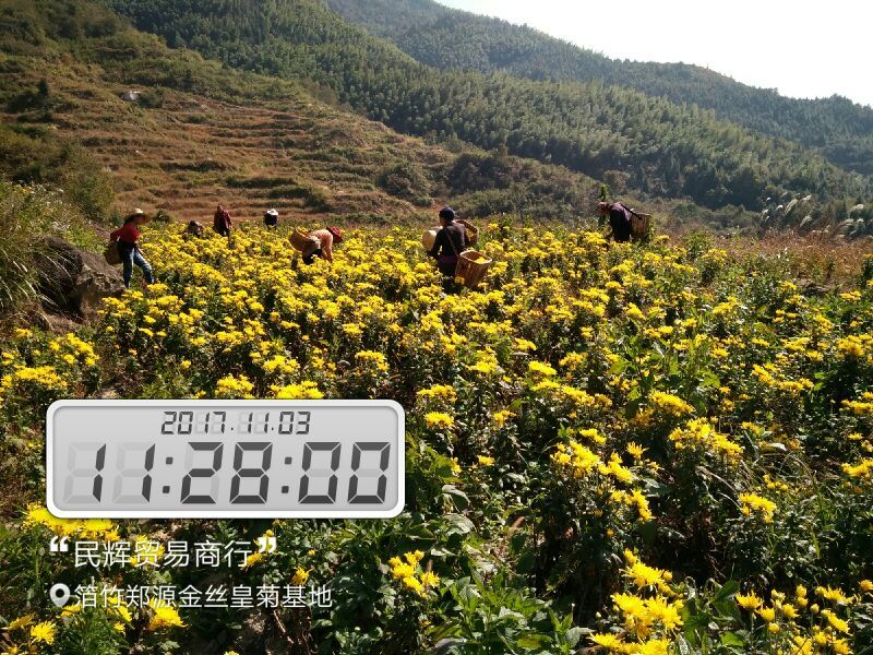 金丝皇菊茶一级